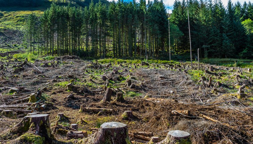 Bumikita: Hutan di Indonesia dan Ancaman yang Menghantuinya